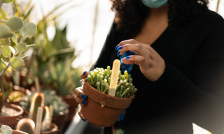 The succulent leaves of the window plant (Fenestraria rhopalophylla) possess translucent tips, allowing it to photosynthesize while lying mostly buried in the sands of the Namibian coast.